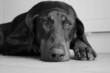 Sleepy Doberman