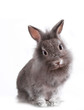 Young Adorable Little Bunny Rabbit