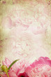 Vintage flower (peony)