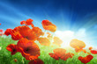Poppy flowers on field