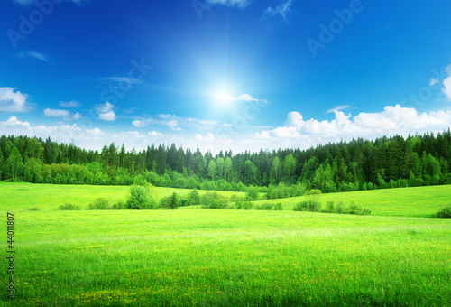 Photo: field of grass and perfect sky field of grass and perfect sky