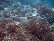 Fish kingdom