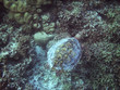 Turtle and coral reef