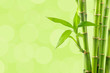 Bamboo background
