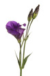 Lisianthus