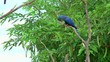 Video: pappagalli ara brasile pappagalli ara brasile