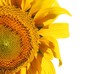 Foto: halbe Sonnenblume halbe Sonnenblume
