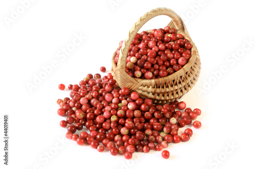 Photo: red bilberries with punnet red bilberries with punnet