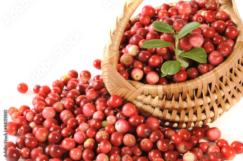 Photo: red bilberries with punnet red bilberries with punnet