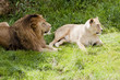Lion and Lioness