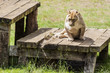 Lioness sitting in an platform