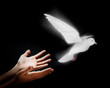 Releasing a Dove