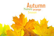 Photo: autumn leafs autumn leafs