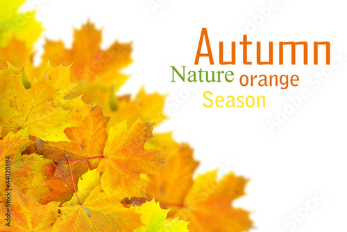 Photo: autumn leafs autumn leafs