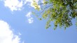 Himmel Baum Wolken