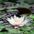 Water lily in lake.