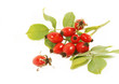 Hagebutten, Rose hips