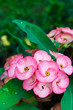 Crown of thorns flowers : Euphorbia milli Desmoul