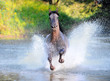 Photo: free horse runs trough the splashes of water free horse runs trough the splashes of water