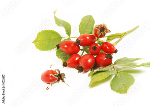 Photo: Hagebutten, Rose hips Hagebutten, Rose hips