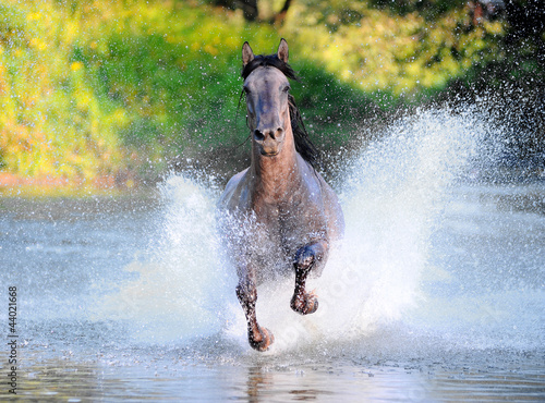 Photo: free horse runs trough the splashes of water free horse runs trough the splashes of water