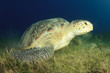 Green Turtle on Sea Grass
