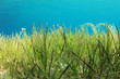 Underwater Sea Grass