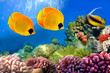 Masked butterfly fish