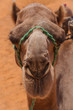 Kamele in der Sahara