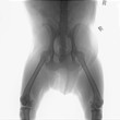 Dog  X-ray