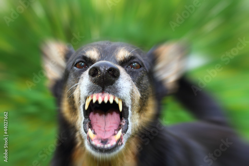 Photo: Barking dog Barking dog