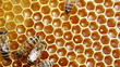 Close-up view of bees on honeycomb