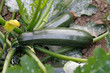 zuccini