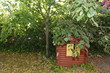 playhouse preserved under a tree full of leaves