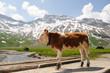 Kalb in den Alpen