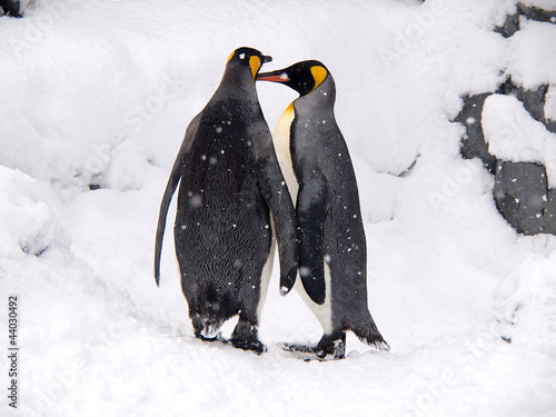 Photo: Couple of lovely King Penguins, Hokkaido, Japan Couple of lovely King Penguins, Hokkaido, Japan
