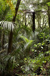 Tropical forest jungle