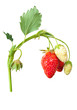 Strawberry bush