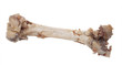 Bone