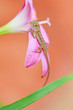 reptile on flower