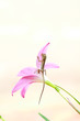 reptile on flower