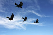 BirdsInFlight