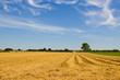 wheat harvest with combine harvester