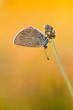 Foto: Bläuling Bläuling
