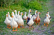 Ducks