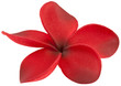frangipanier fleur rouge