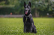 Malinois