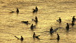 Ocean Surfers Silhouette
