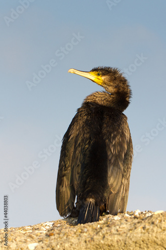 Foto: an immature of Great Cormorant resting (Phalacrocorax carbo) an immature of Great Cormorant resting (Phalacrocorax carbo)