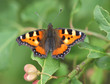 Schmetterling
